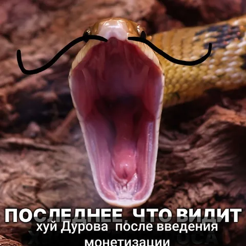 Последнее, что видит хуй Дурова