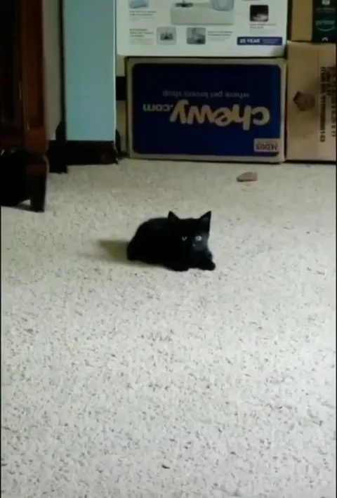 Black Kitten Wins the Fight