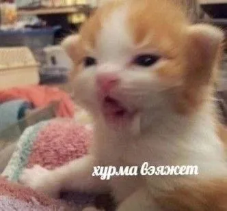 Журма бэжжет котёнок