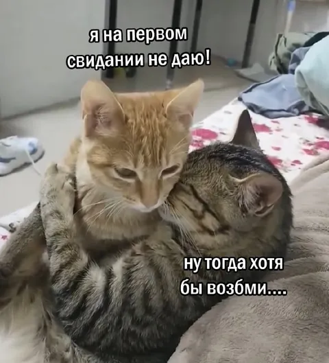 Кот на первом свидании