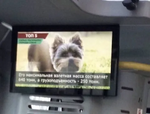 Собака грузоподъёмностью 250 тонн