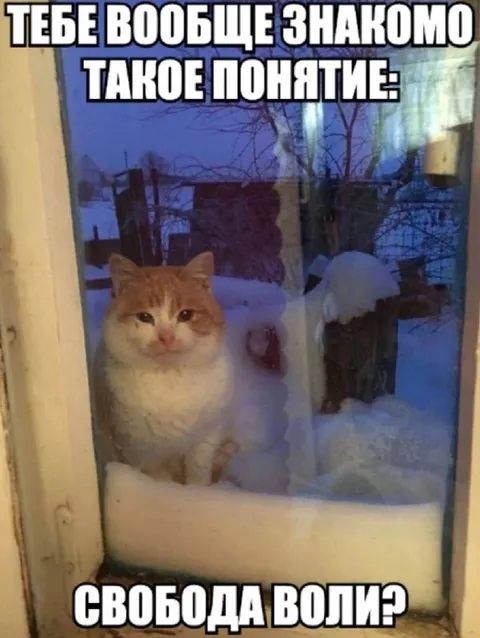 Кот и свобода воли