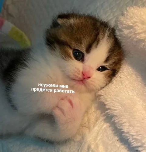Котёнок не хочет работать