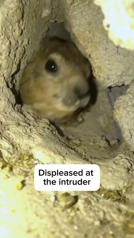 Displeased at the Intruder