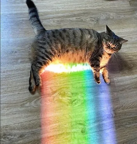 Кот на радужном луче