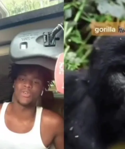Friendly Fire Gorilla