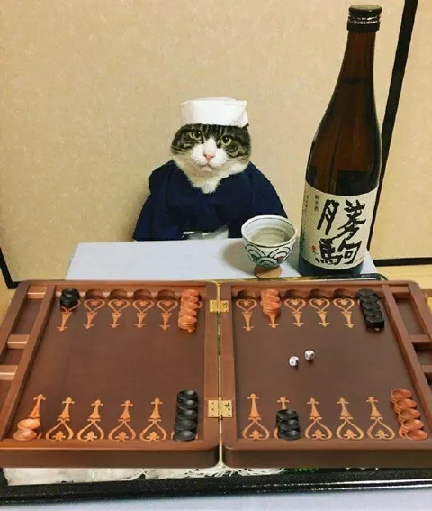Кот играет в нарды