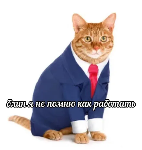 Кот не помнит как работать