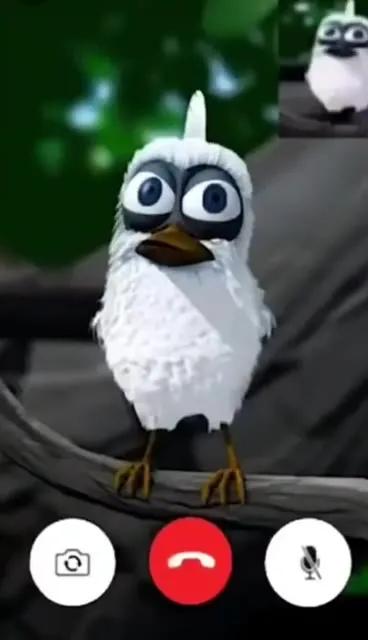 FaceTime Explosion Bird