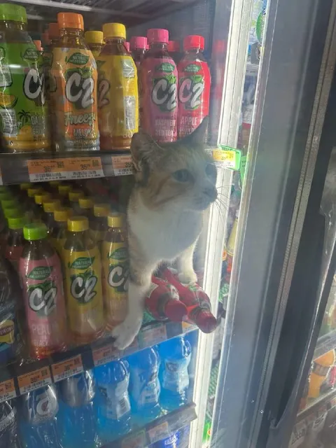 Cat Trapped in Drink Cooler
