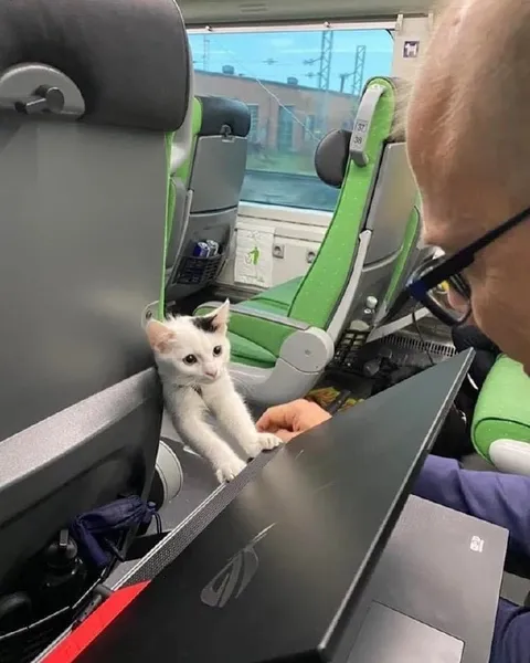 Котик едет в поезде
