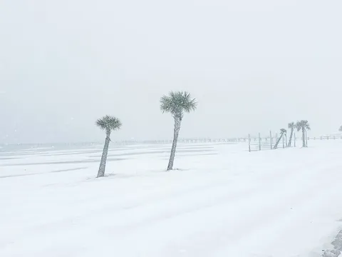 Пальмы в снегу