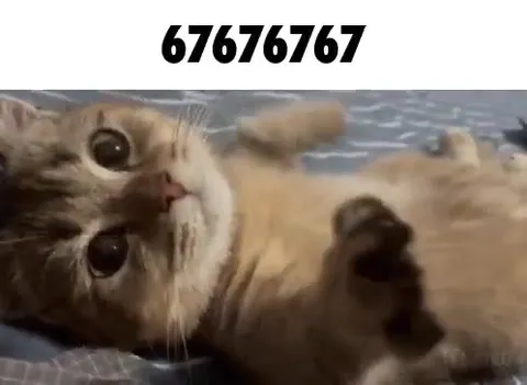 Кот с цифрами 67676767