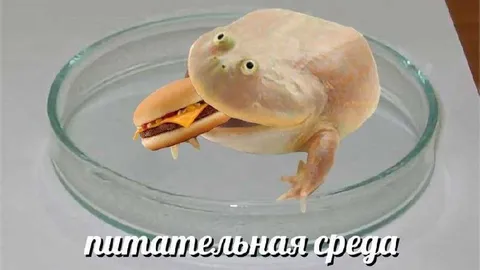 Питательная среда для бургера