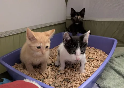 Котята в лотке