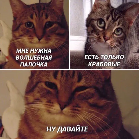 Кот хочет крабовые палочки