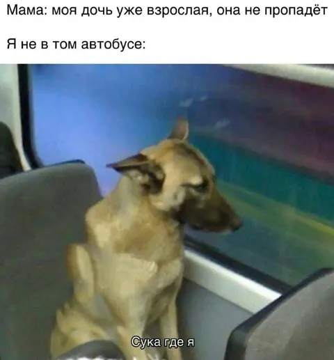 Собака потерялась в автобусе