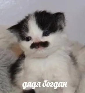 Котёнок с усами дяди Догмана