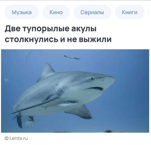 Две тупорылые акулы столкнулись