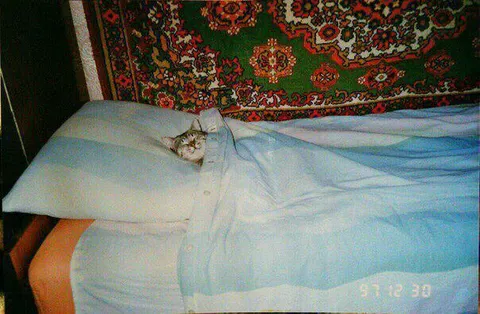 Котик под одеялом