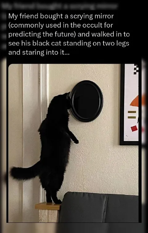 Cat Stares Into Scrying Mirror