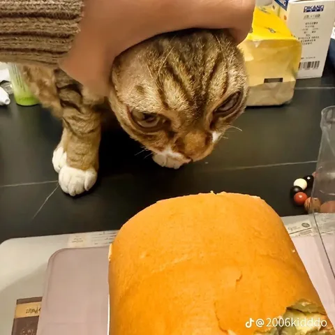Кот смотрит на еду
