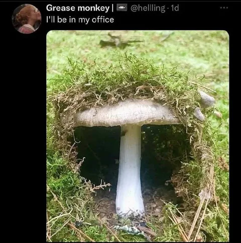 Mushroom Office