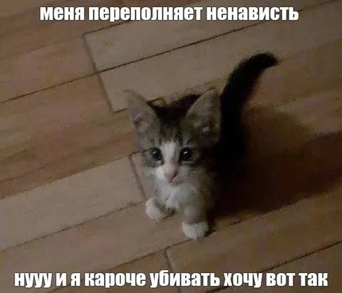 Котёнок переполнен ненавистью
