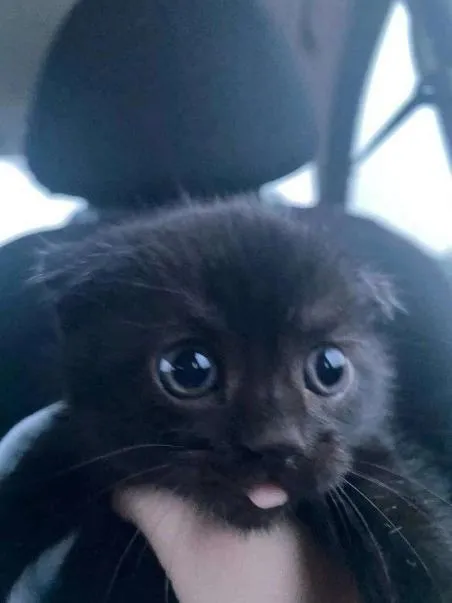 Котёнок кусает палец