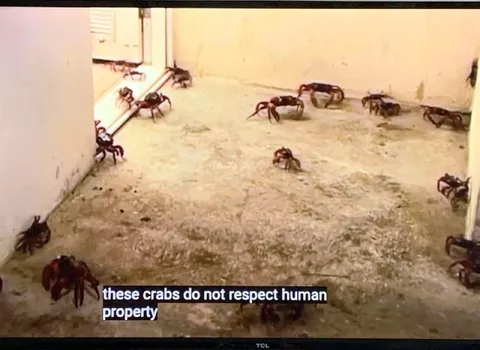 Crabs Disrespect Human Property
