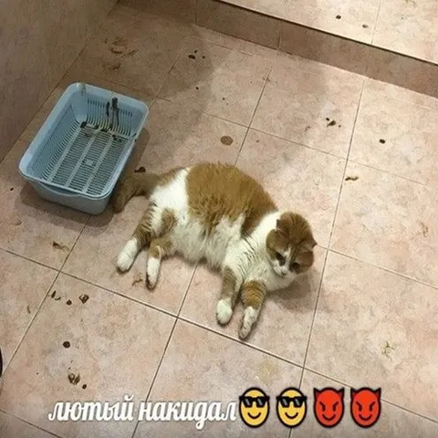 Лютый накидал коту