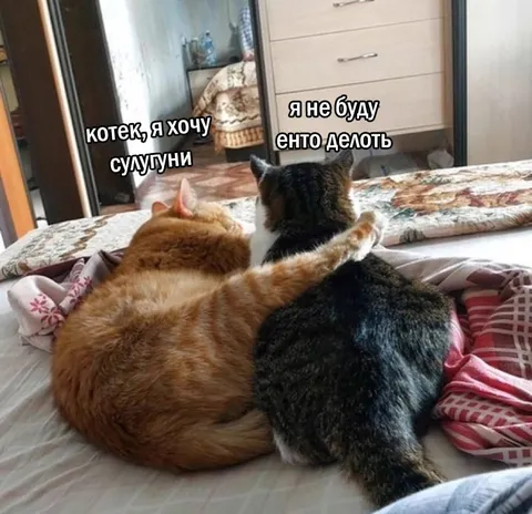 Котек хочет сулугуни