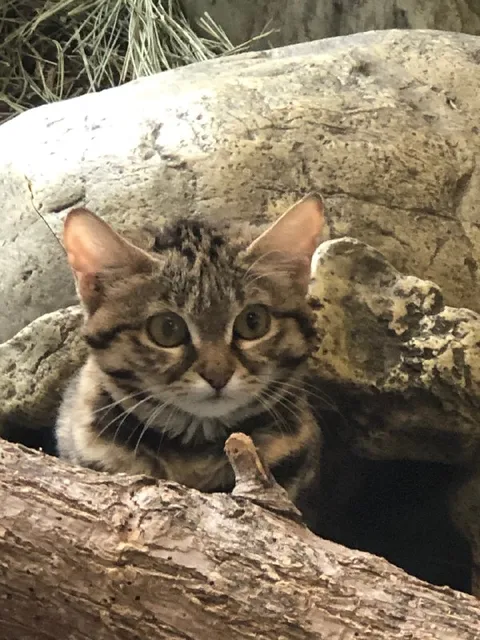 Котёнок выглядывает из дупла