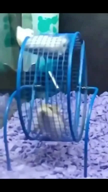 Хомяк в колесе