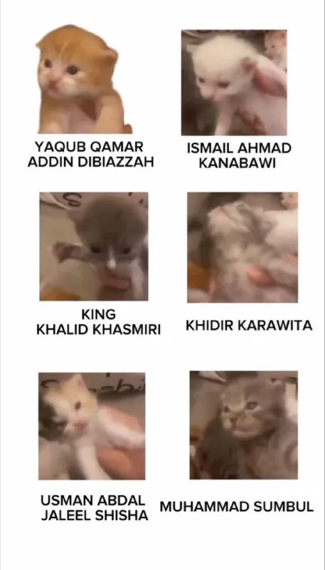 Kitten Lineup With Grand Names