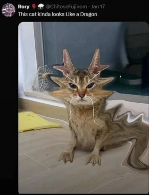 Cat That Looks Like a Dragon