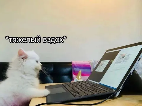 Кот тяжело вздыхает над ноутбуком