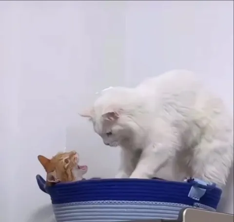 Большой кот пугает котёнка