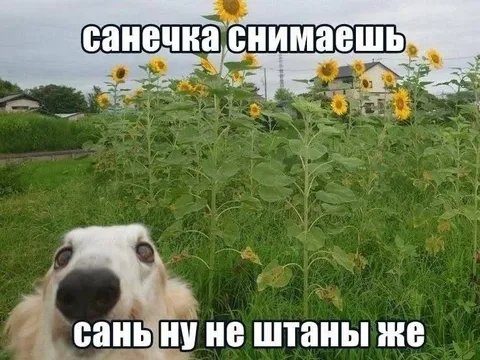 Саня, ну не штань же