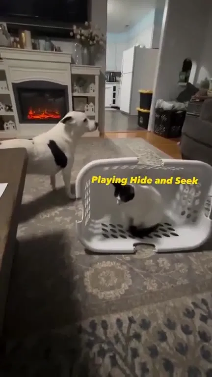 Cat Hides in Laundry Basket