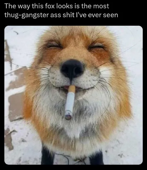 Thug Gangster Fox