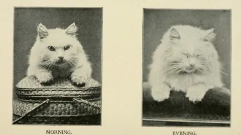 Morning Evening Cat Mood