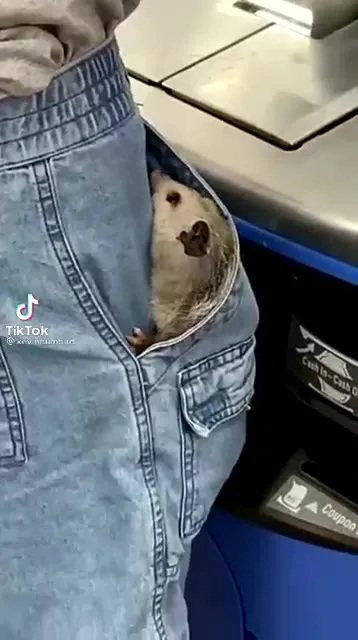 Pocket Rat Goes Shopping
