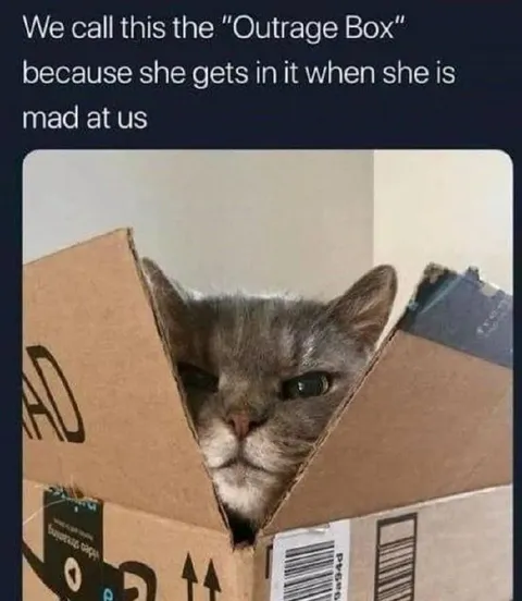 The Outrage Box Cat