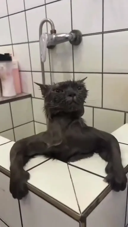 Cats Born to Be Silly