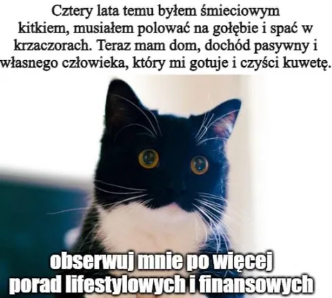 Kot z dochodem pasywnym