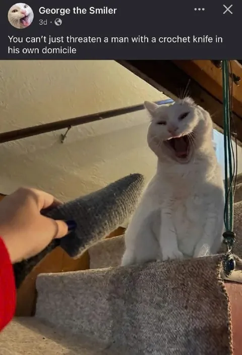 Cat Threatened With Crochet Knife