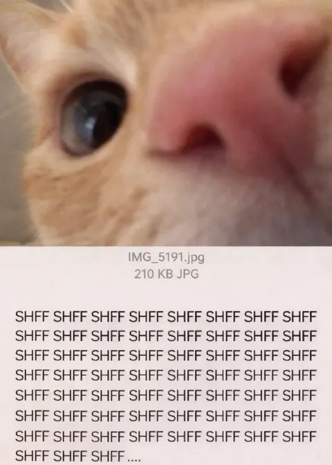 Cat Says Shff Repeatedly