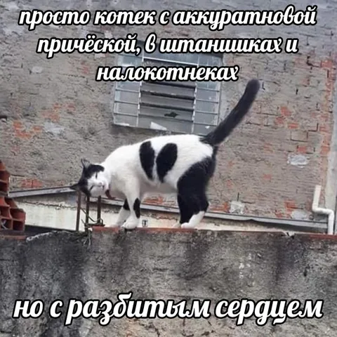 Котик с разбитым сердцем