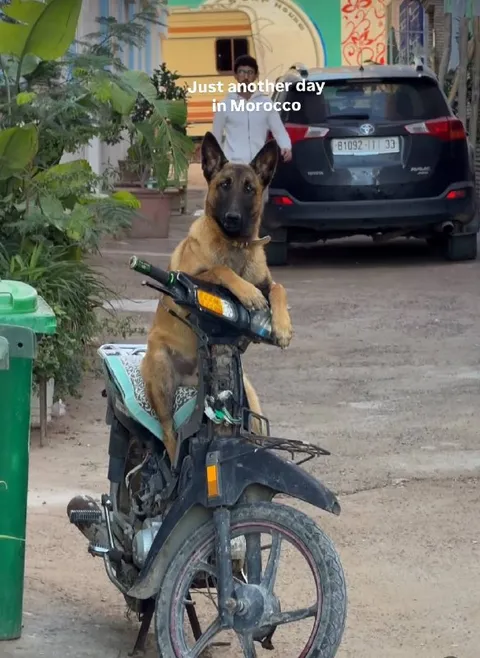 Dog Riding a Moped in Morocco